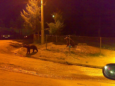 motherbear.jpg