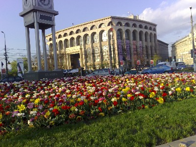 tulips.jpg