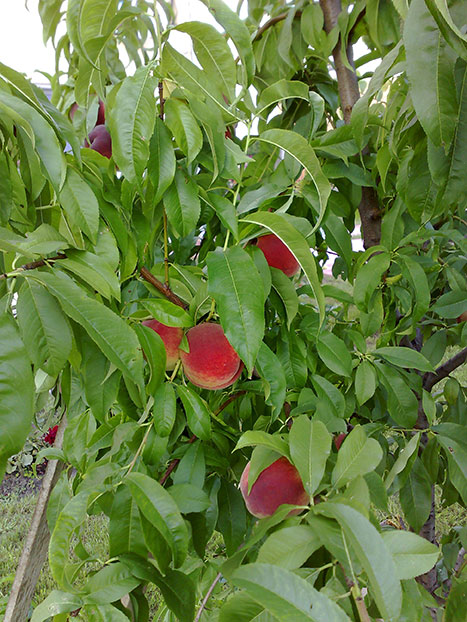 peachtree
