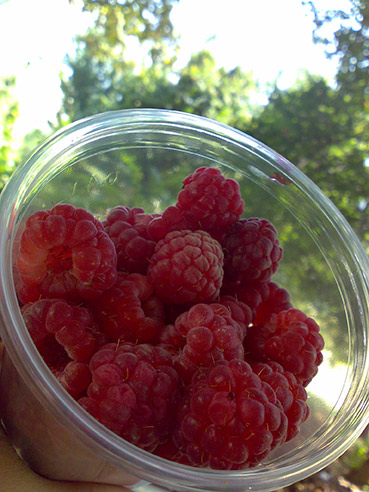 berries