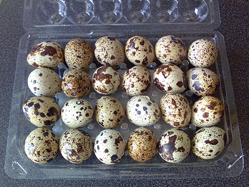 quaileggs