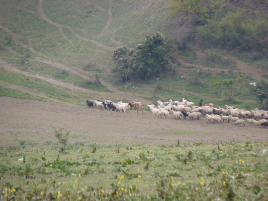goatsherd