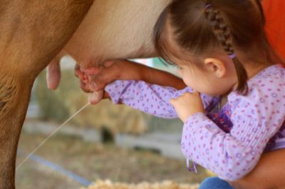 milking